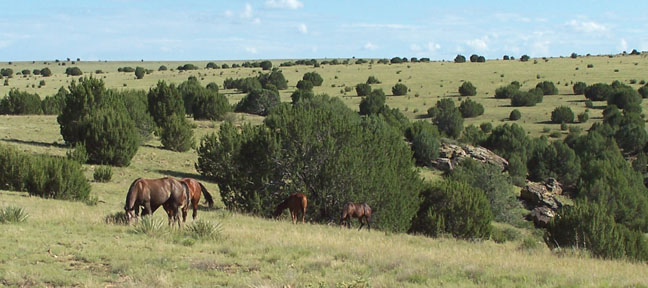 Union-County-Texas-From-Nmdwi-Org-1221-2014-01.jpg